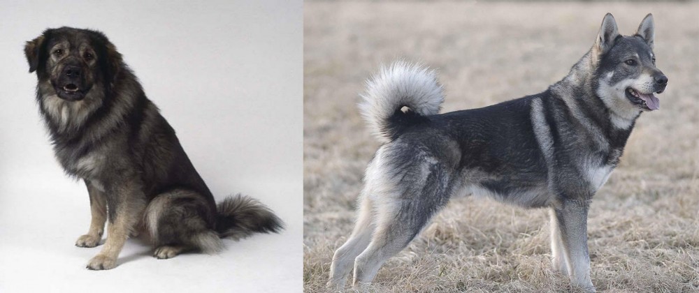 Jamthund vs Istrian Sheepdog - Breed Comparison