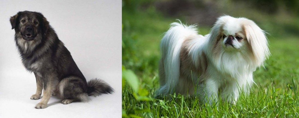 Japanese Chin vs Istrian Sheepdog - Breed Comparison