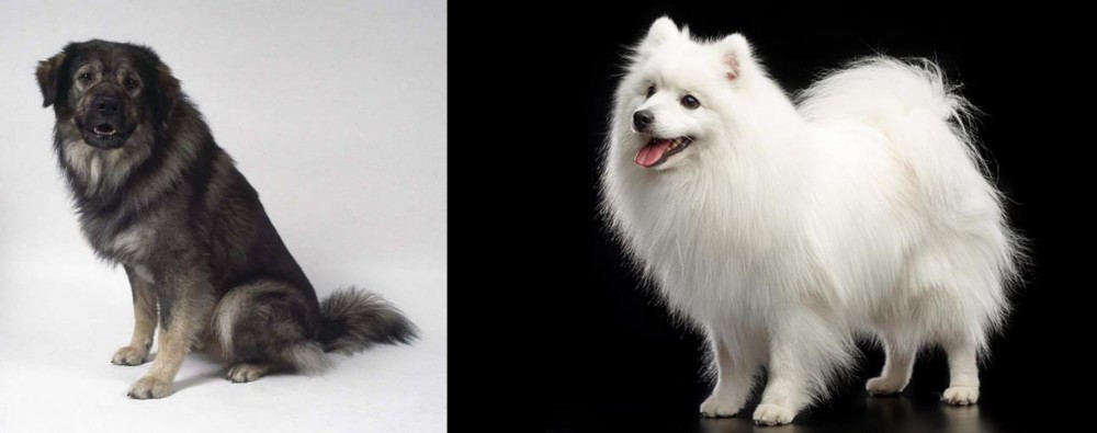 Japanese Spitz vs Istrian Sheepdog - Breed Comparison