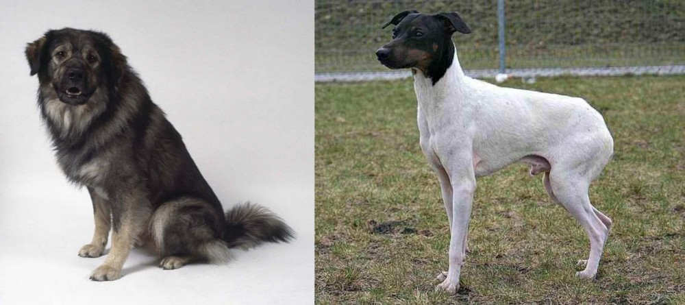 Japanese Terrier vs Istrian Sheepdog - Breed Comparison