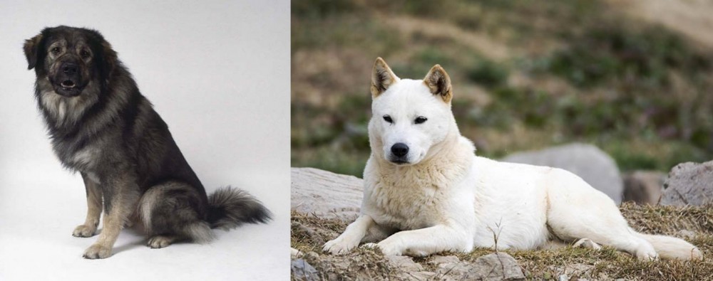 Jindo vs Istrian Sheepdog - Breed Comparison