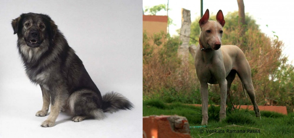 Jonangi vs Istrian Sheepdog - Breed Comparison