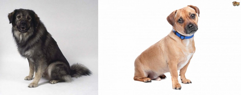 Jug vs Istrian Sheepdog - Breed Comparison