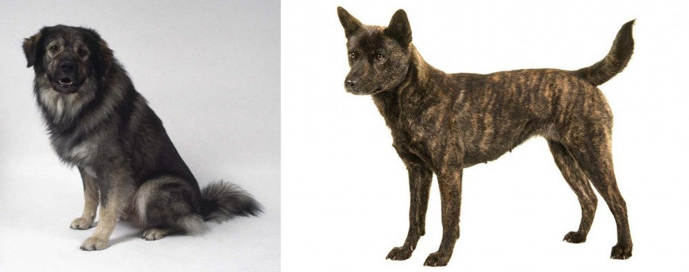 Kai Ken vs Istrian Sheepdog - Breed Comparison