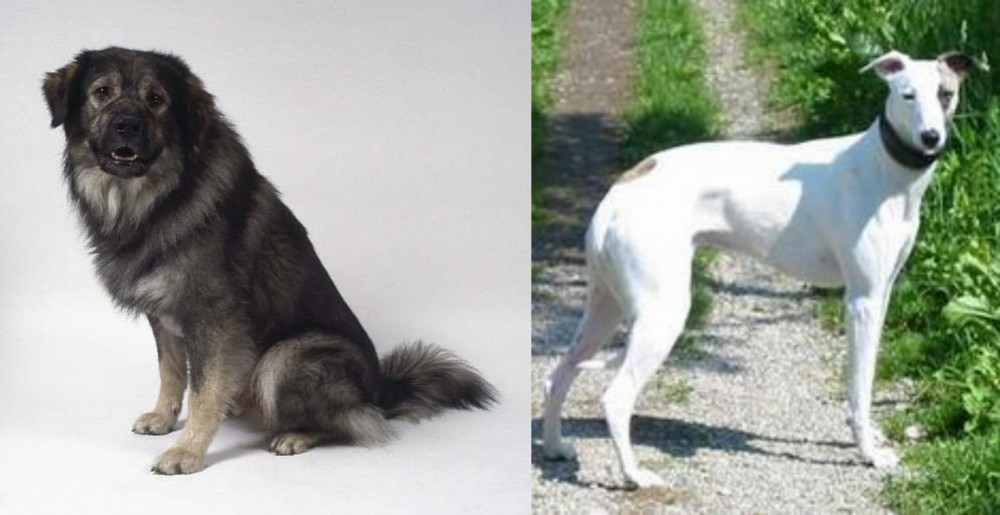 Kaikadi vs Istrian Sheepdog - Breed Comparison