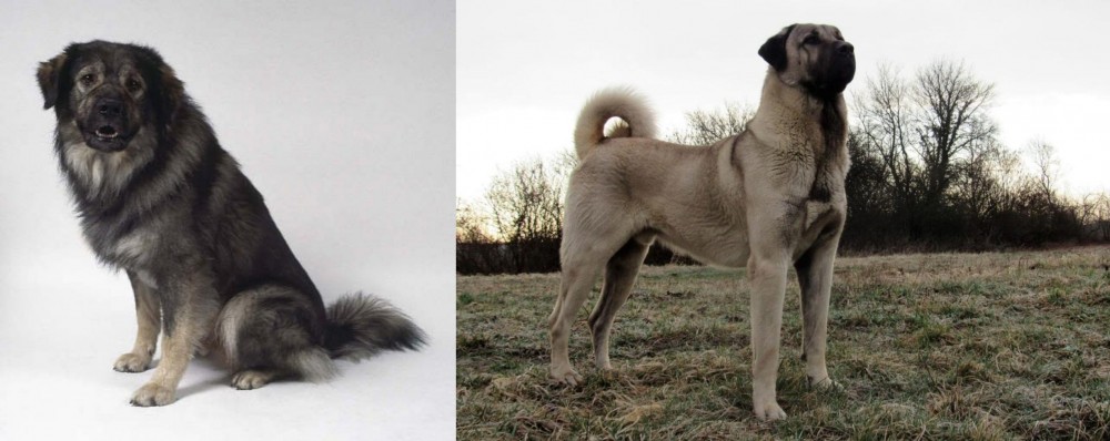 Kangal Dog vs Istrian Sheepdog - Breed Comparison