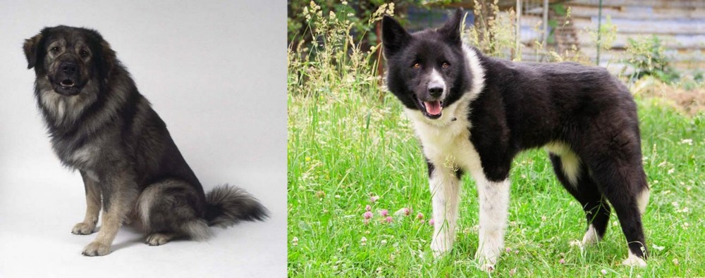 Karelian Bear Dog vs Istrian Sheepdog - Breed Comparison