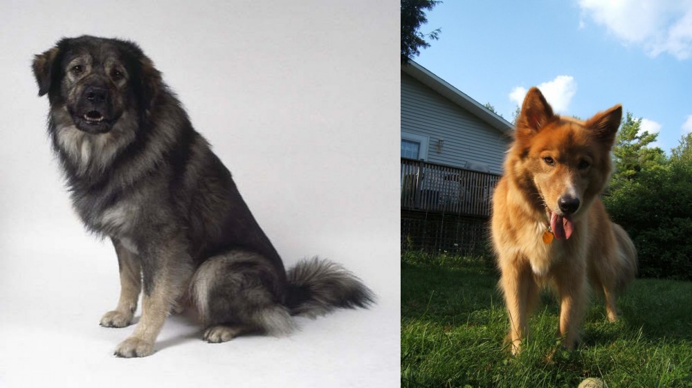 Karelo-Finnish Laika vs Istrian Sheepdog - Breed Comparison