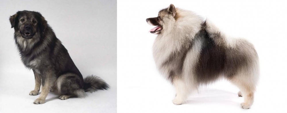 Keeshond vs Istrian Sheepdog - Breed Comparison