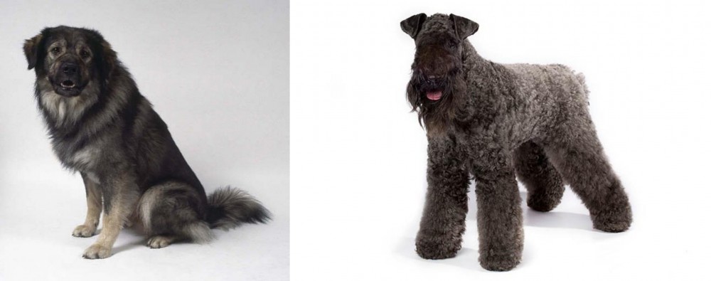 Kerry Blue Terrier vs Istrian Sheepdog - Breed Comparison