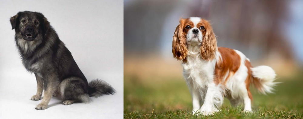 King Charles Spaniel vs Istrian Sheepdog - Breed Comparison
