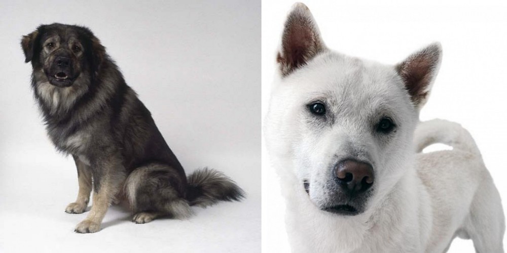 Kishu vs Istrian Sheepdog - Breed Comparison