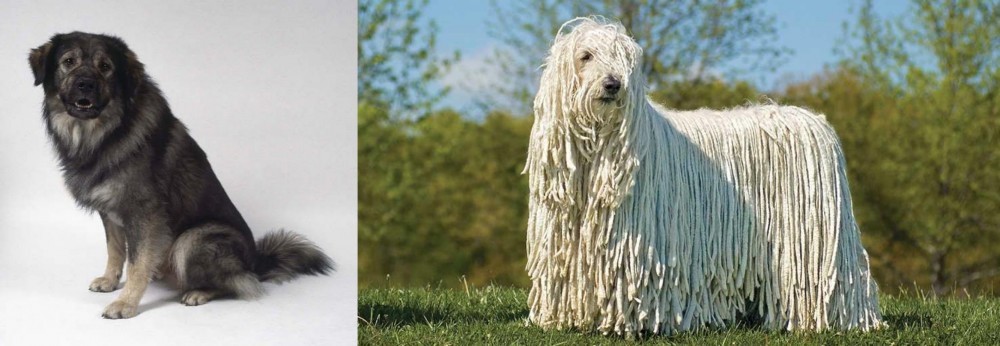 Komondor vs Istrian Sheepdog - Breed Comparison