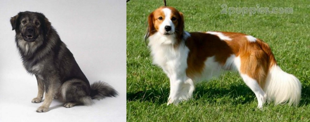 Kooikerhondje vs Istrian Sheepdog - Breed Comparison