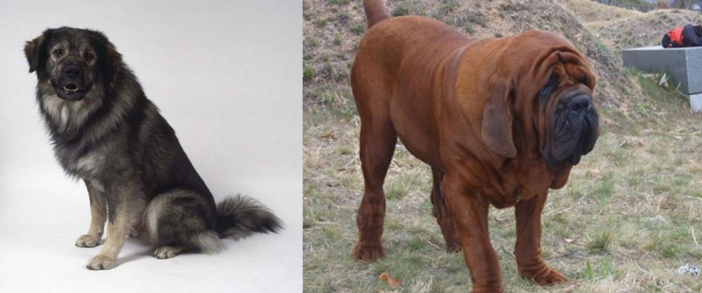 Korean Mastiff vs Istrian Sheepdog - Breed Comparison