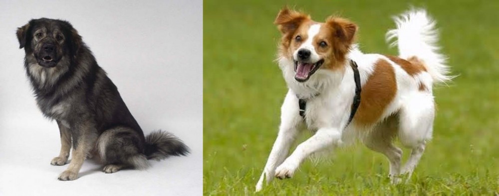 Kromfohrlander vs Istrian Sheepdog - Breed Comparison