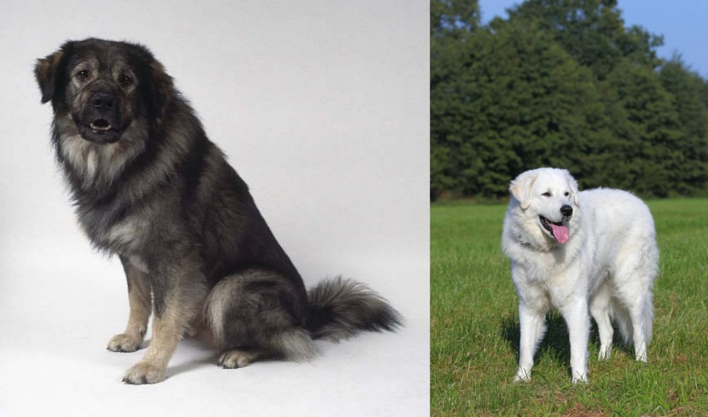 Kuvasz vs Istrian Sheepdog - Breed Comparison