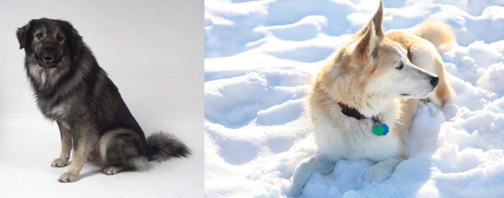 Labrador Husky vs Istrian Sheepdog - Breed Comparison