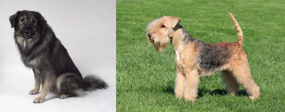 Lakeland Terrier vs Istrian Sheepdog - Breed Comparison