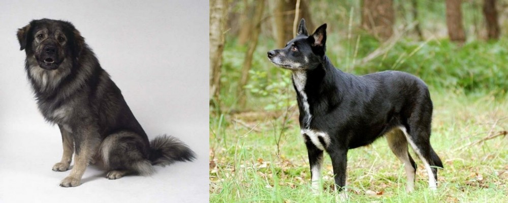 Lapponian Herder vs Istrian Sheepdog - Breed Comparison