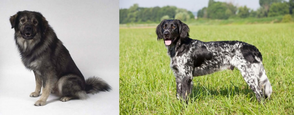 Large Munsterlander vs Istrian Sheepdog - Breed Comparison