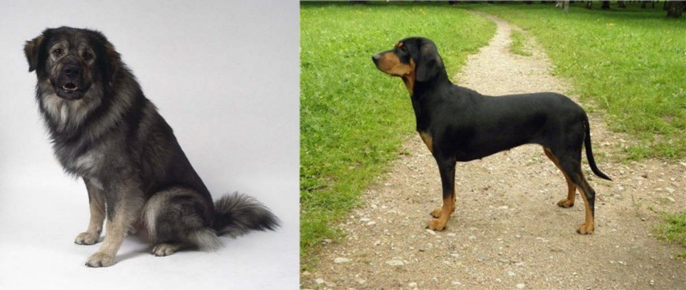 Latvian Hound vs Istrian Sheepdog - Breed Comparison