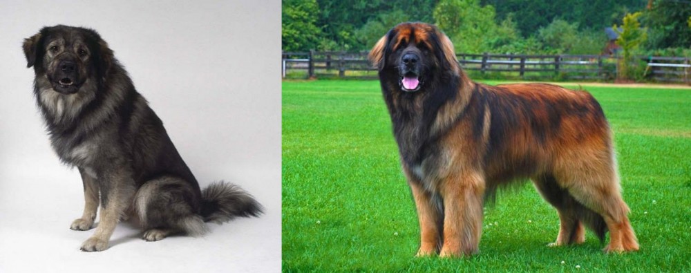 Leonberger vs Istrian Sheepdog - Breed Comparison