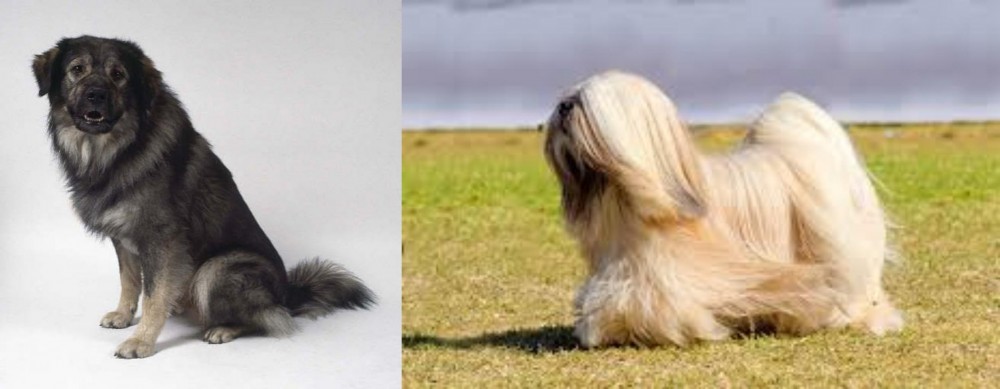 Lhasa Apso vs Istrian Sheepdog - Breed Comparison
