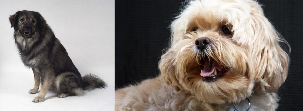Lhasapoo vs Istrian Sheepdog - Breed Comparison