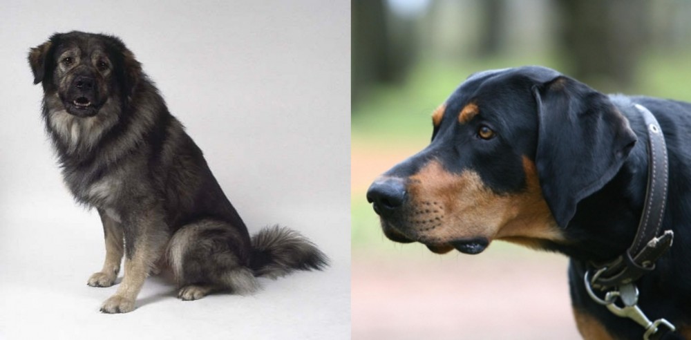 Lithuanian Hound vs Istrian Sheepdog - Breed Comparison