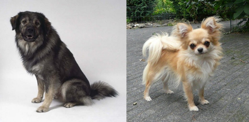 Long Haired Chihuahua vs Istrian Sheepdog - Breed Comparison