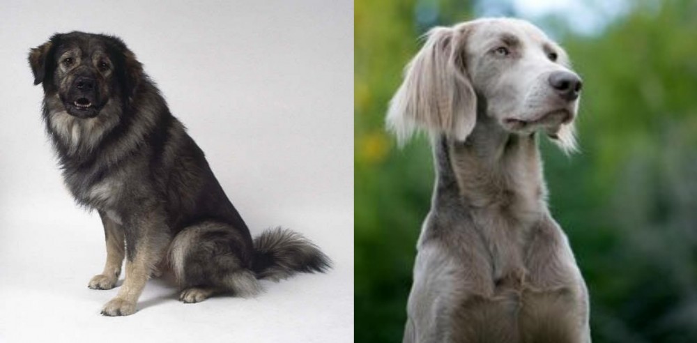 Longhaired Weimaraner vs Istrian Sheepdog - Breed Comparison