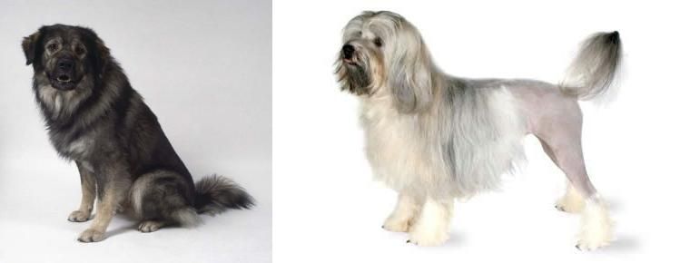 Lowchen vs Istrian Sheepdog - Breed Comparison