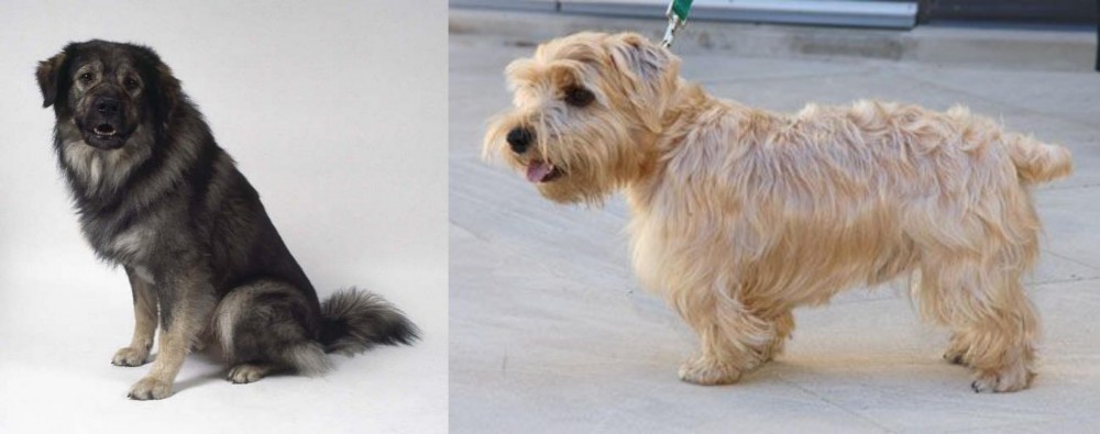 Lucas Terrier vs Istrian Sheepdog - Breed Comparison