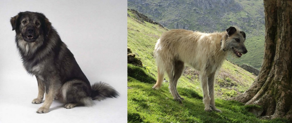 Lurcher vs Istrian Sheepdog - Breed Comparison
