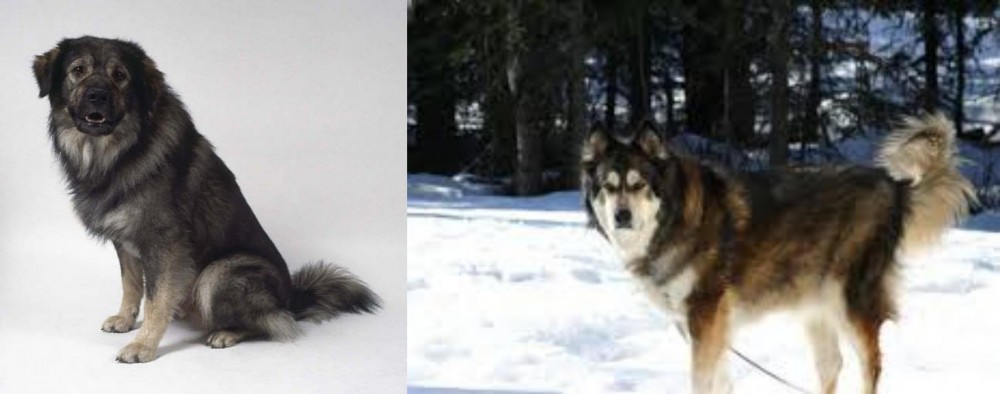 Mackenzie River Husky vs Istrian Sheepdog - Breed Comparison