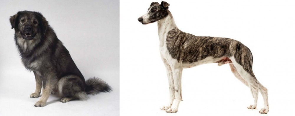 Magyar Agar vs Istrian Sheepdog - Breed Comparison