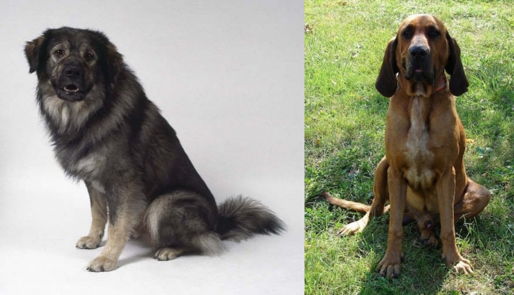 Majestic Tree Hound vs Istrian Sheepdog - Breed Comparison