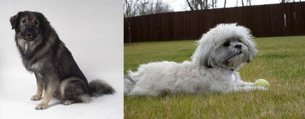 Mal-Shi vs Istrian Sheepdog - Breed Comparison