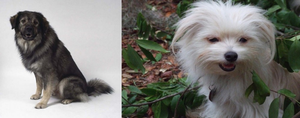 Malti-Pom vs Istrian Sheepdog - Breed Comparison
