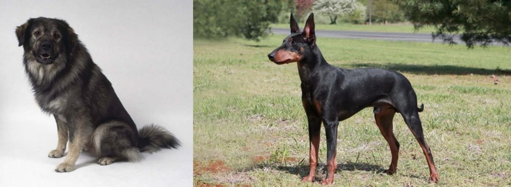 Manchester Terrier vs Istrian Sheepdog - Breed Comparison