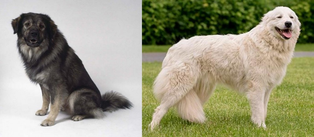 Maremma Sheepdog vs Istrian Sheepdog - Breed Comparison