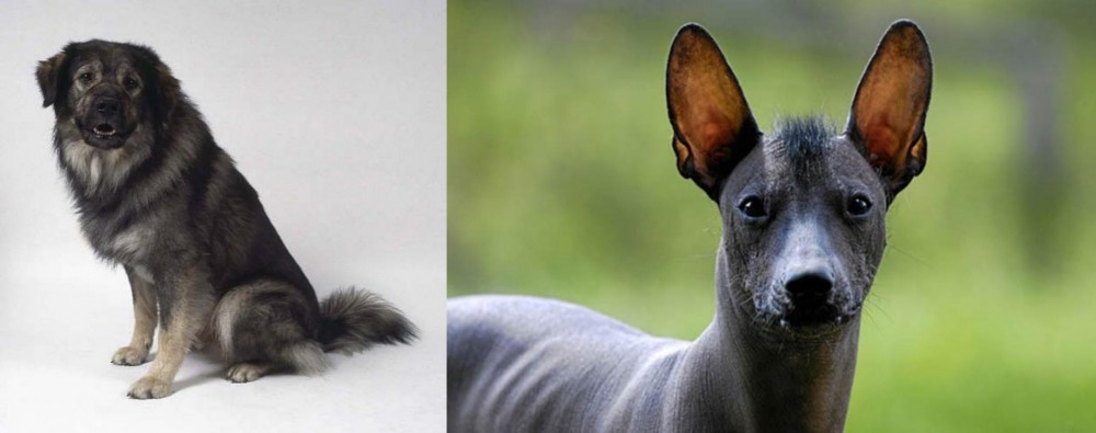 Mexican Hairless vs Istrian Sheepdog - Breed Comparison