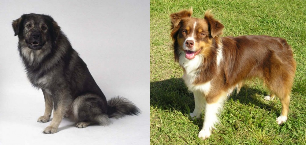 Miniature Australian Shepherd vs Istrian Sheepdog - Breed Comparison