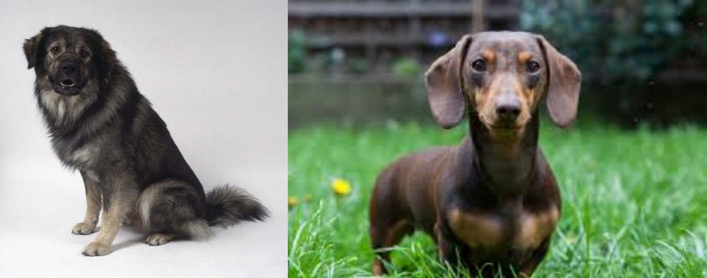 Miniature Dachshund vs Istrian Sheepdog - Breed Comparison
