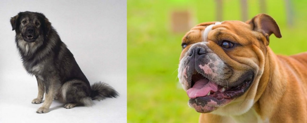 Miniature English Bulldog vs Istrian Sheepdog - Breed Comparison