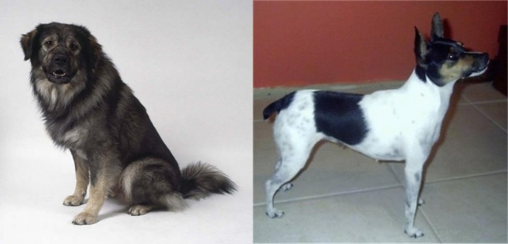Miniature Fox Terrier vs Istrian Sheepdog - Breed Comparison