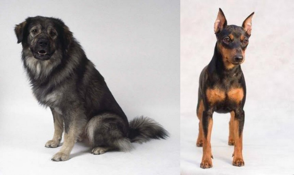 Miniature Pinscher vs Istrian Sheepdog - Breed Comparison
