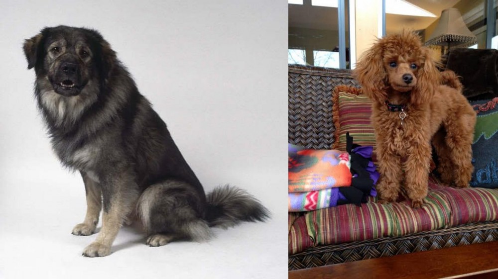 Miniature Poodle vs Istrian Sheepdog - Breed Comparison