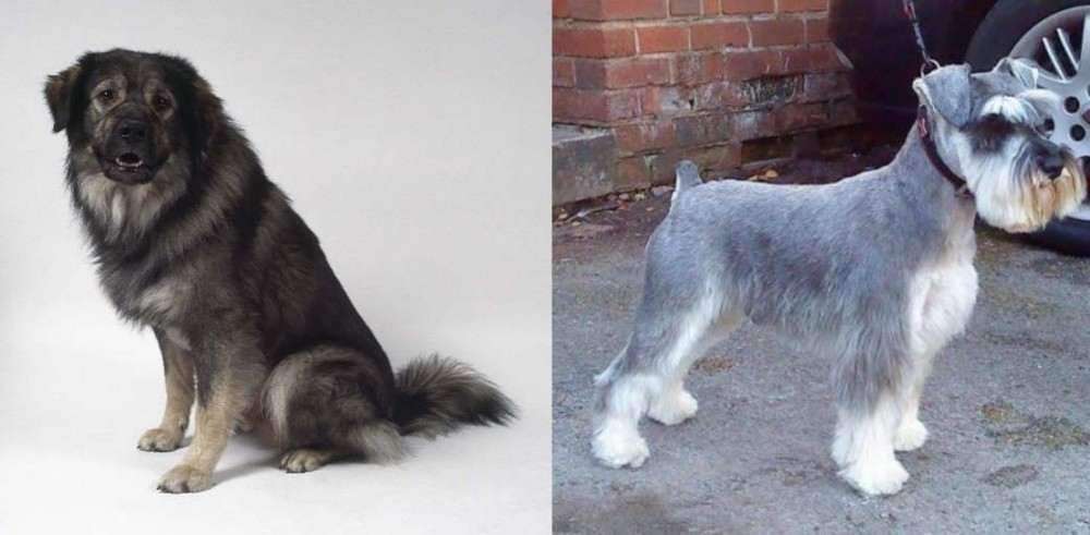 Miniature Schnauzer vs Istrian Sheepdog - Breed Comparison